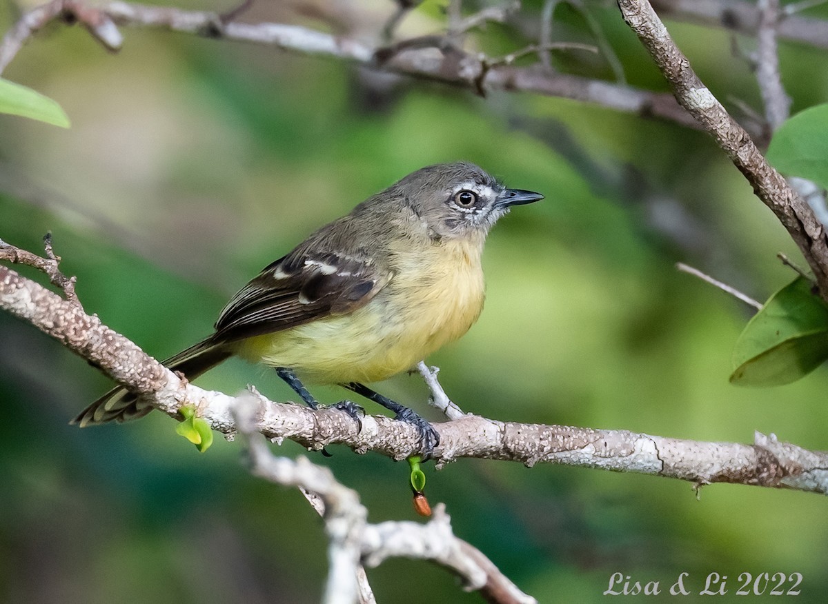Pale-tipped Tyrannulet - ML494351081