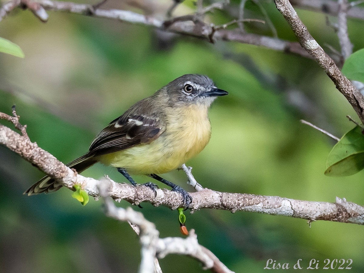 Pale-tipped Tyrannulet - ML494351131