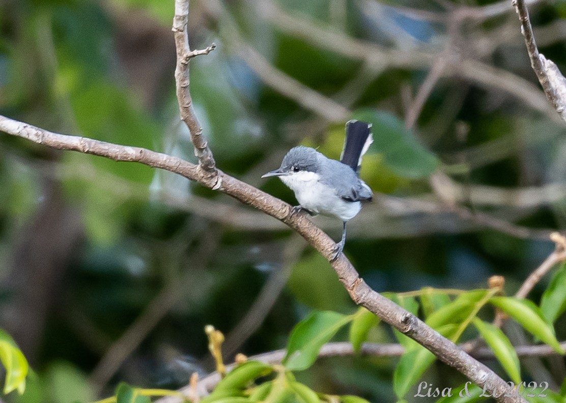 Tropical Gnatcatcher (innotata) - ML494351351