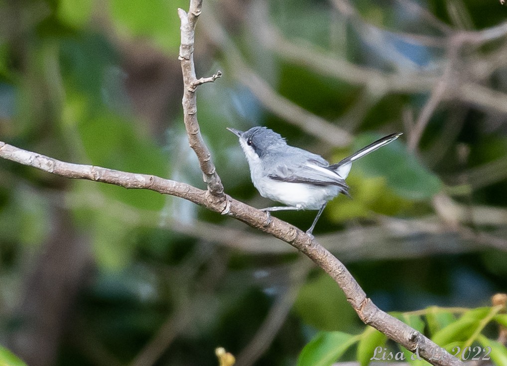 Tropical Gnatcatcher (innotata) - ML494351381