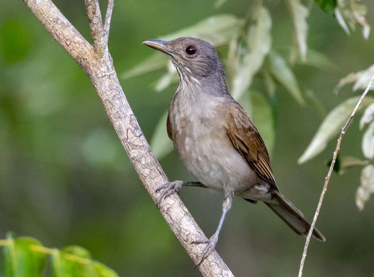 Pale-breasted Thrush - ML494351401