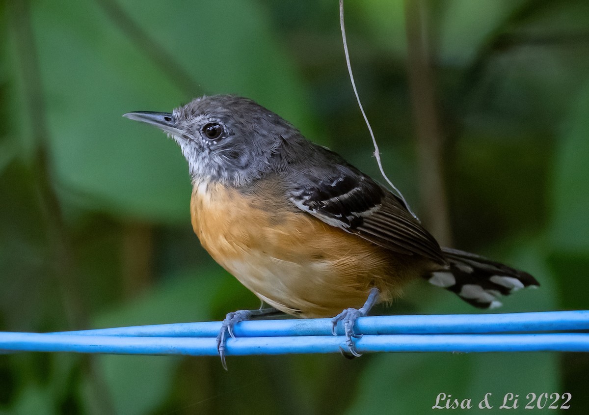 Rio Branco Antbird - Lisa & Li Li