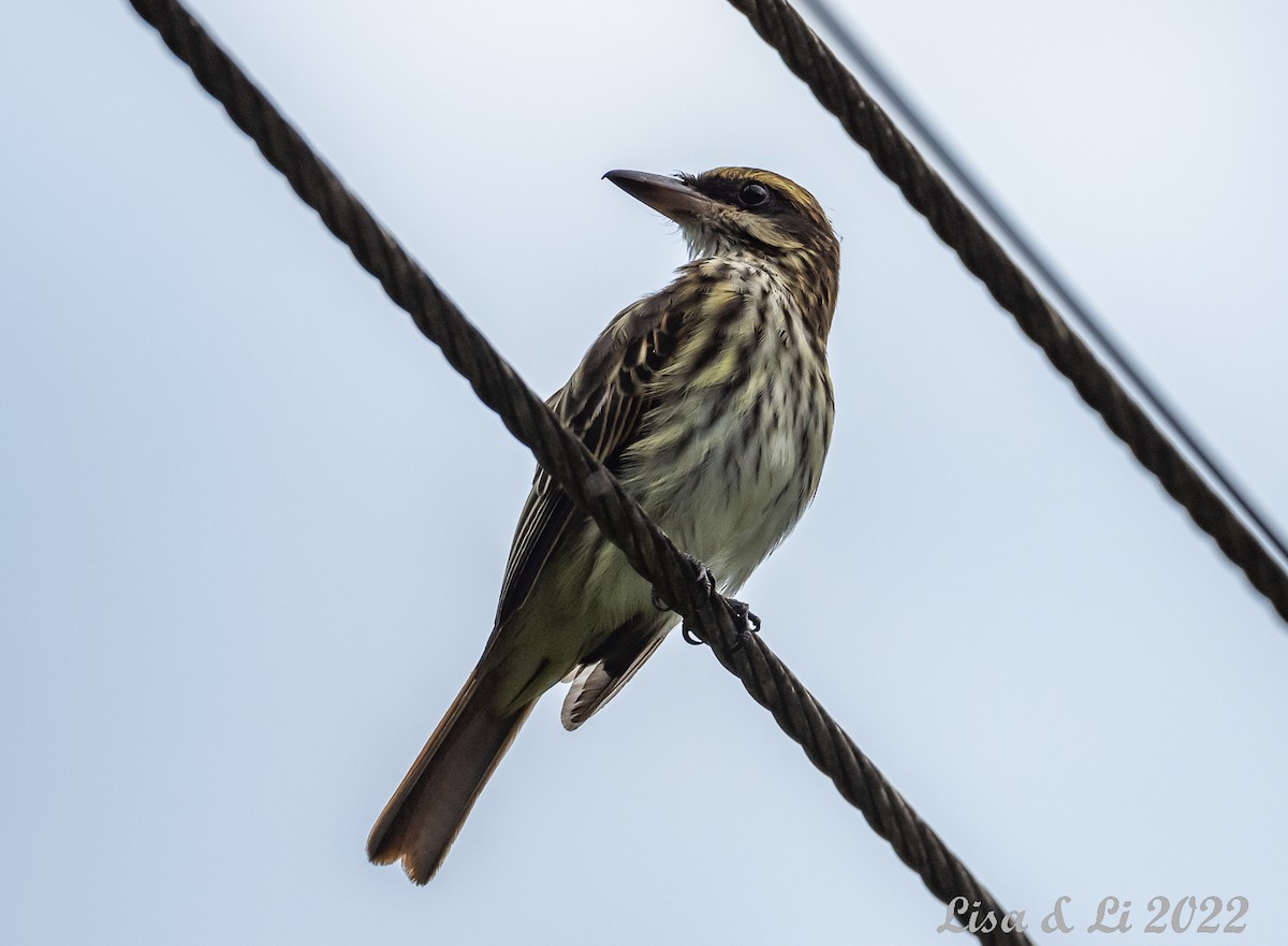 Streaked Flycatcher - ML494352021