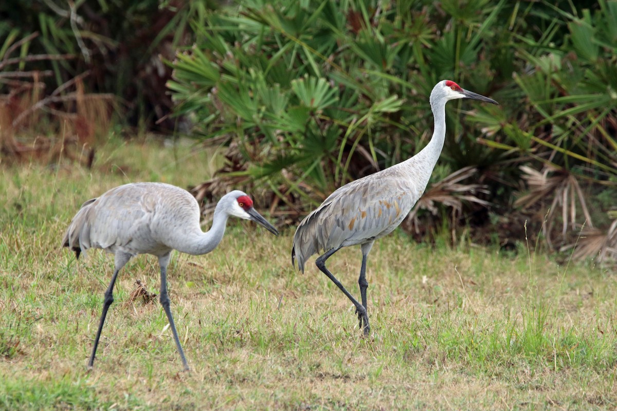 Sandhill Crane - ML494352861