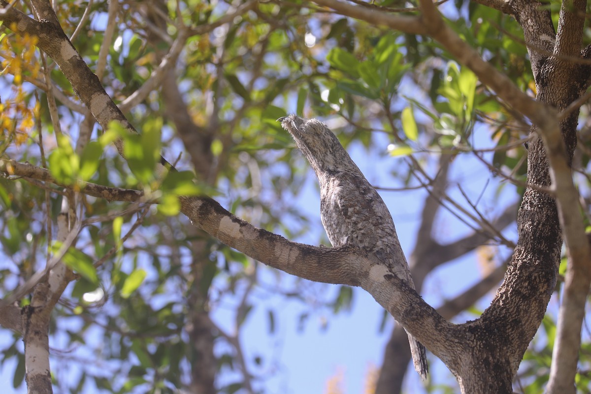 Great Potoo - ML494352921