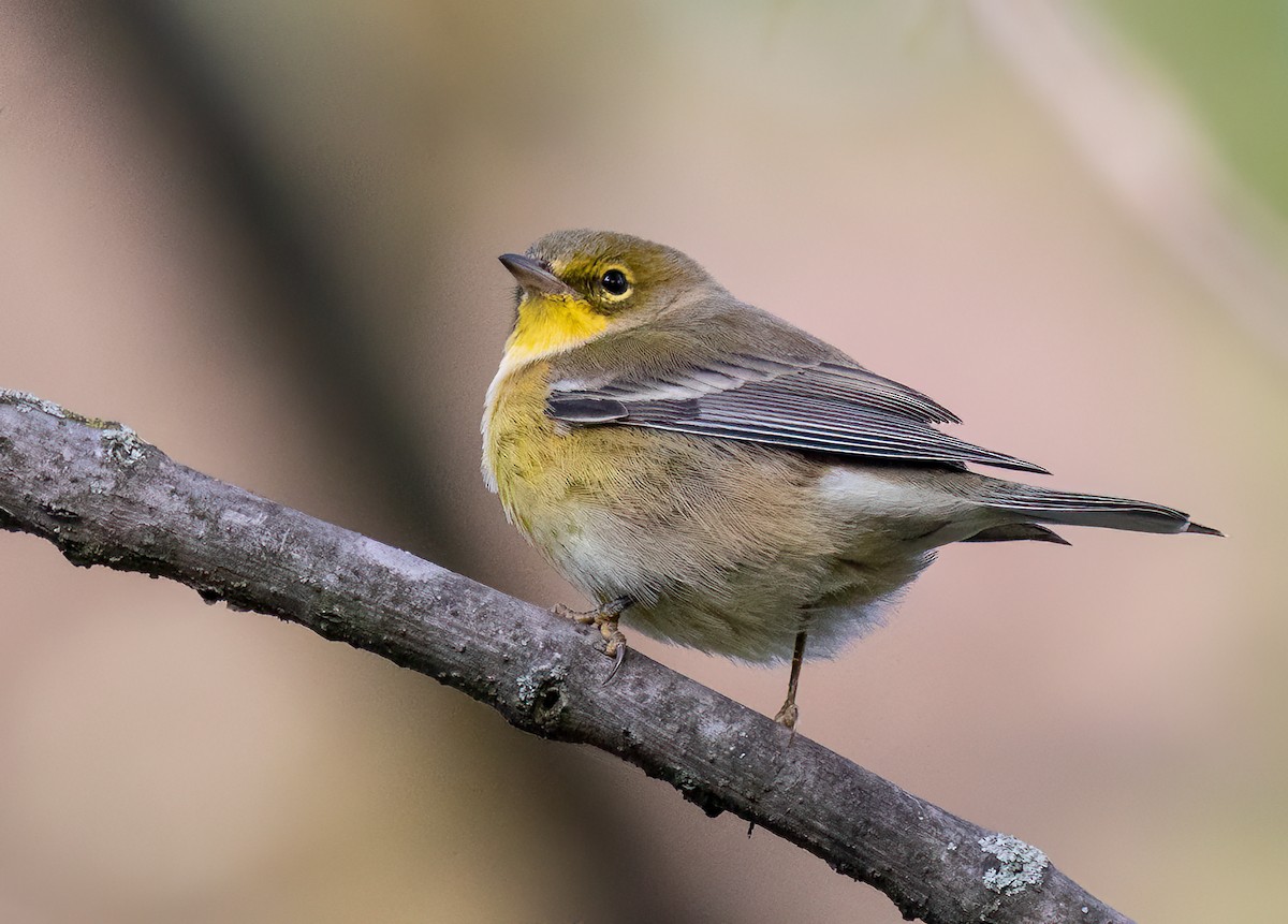 Pine Warbler - ML494354211