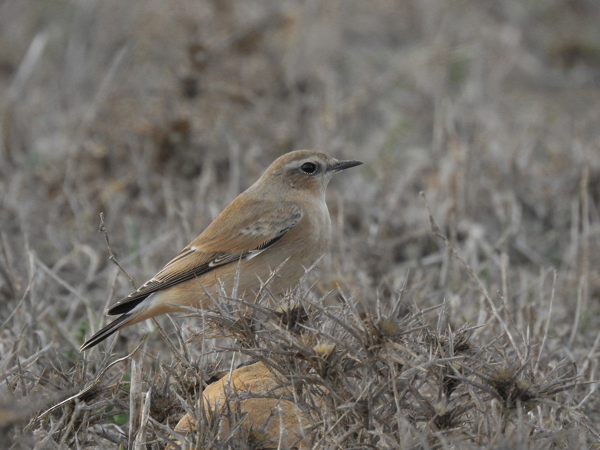 Northern Wheatear - ML494354321