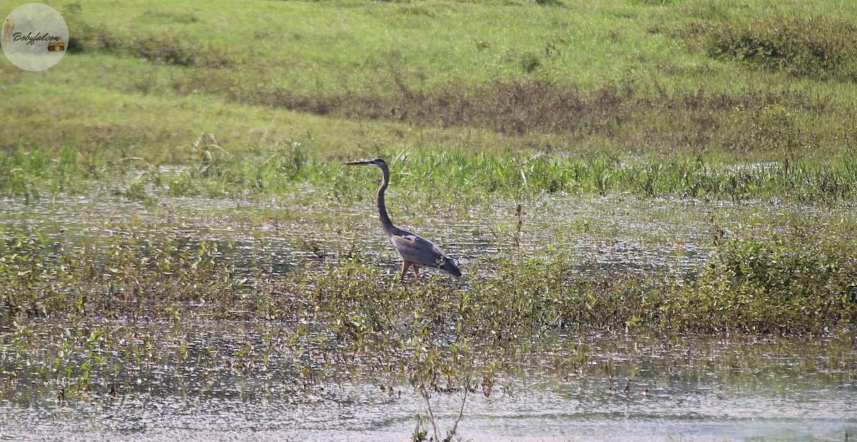 Great Blue Heron - ML494354921
