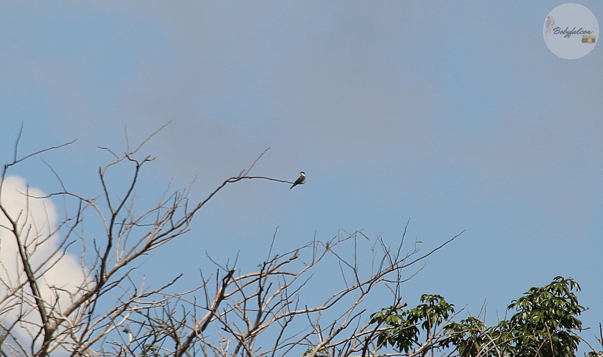Eastern Kingbird - ML494354981