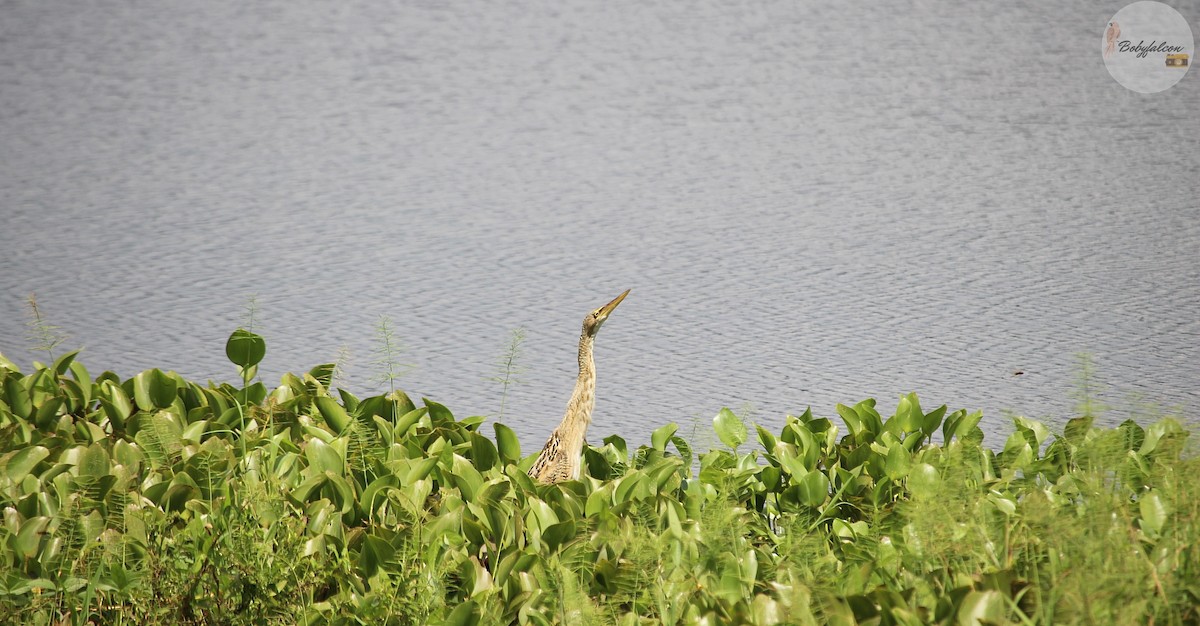 Pinnated Bittern - ML494355181