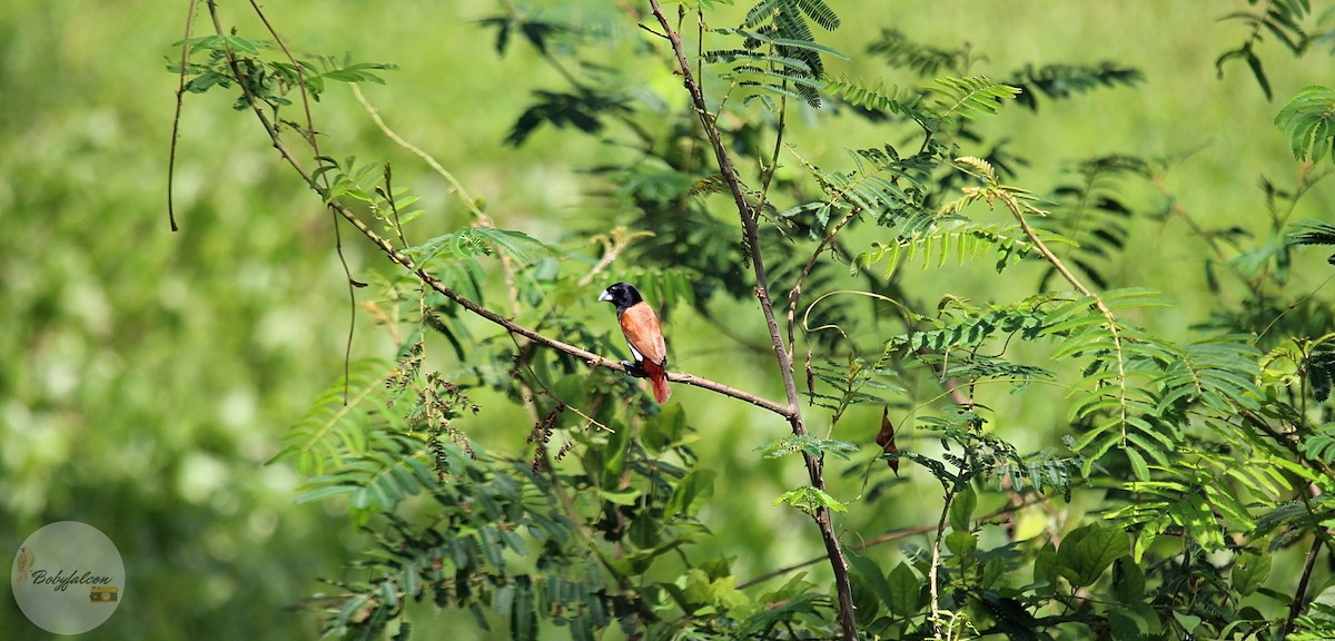 Tricolored Munia - ML494355301