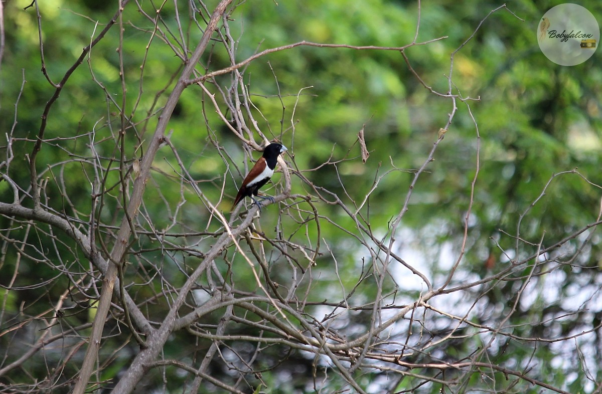 Tricolored Munia - ML494355331