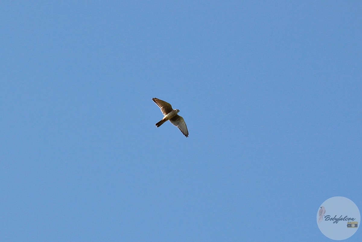 American Kestrel - ML494355761