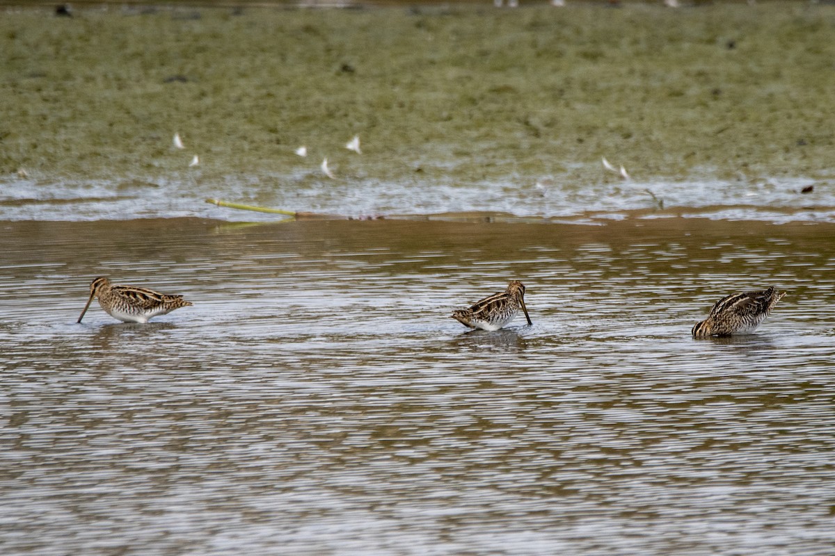 Common Snipe - ML494355791