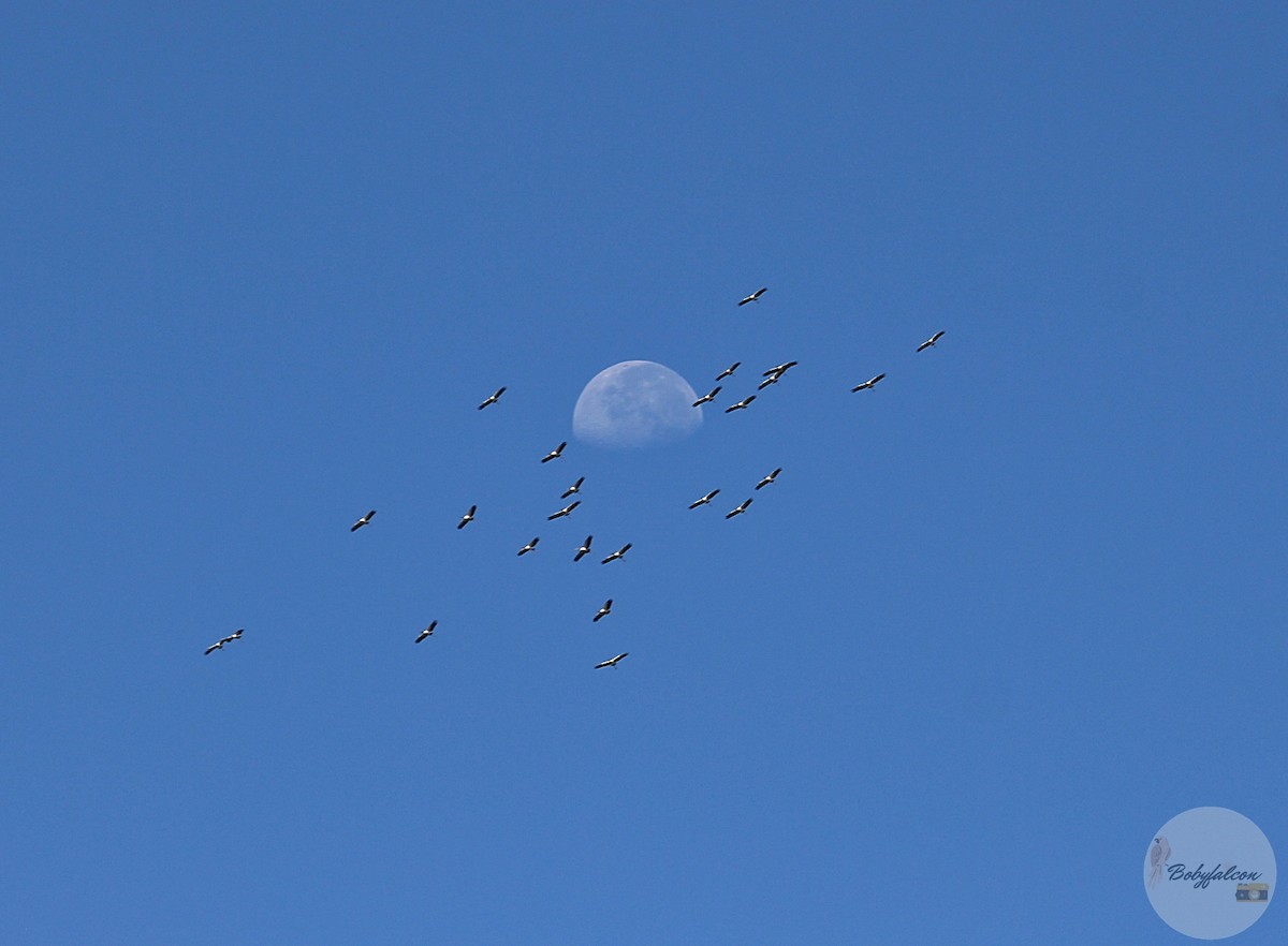 Wood Stork - ML494356331