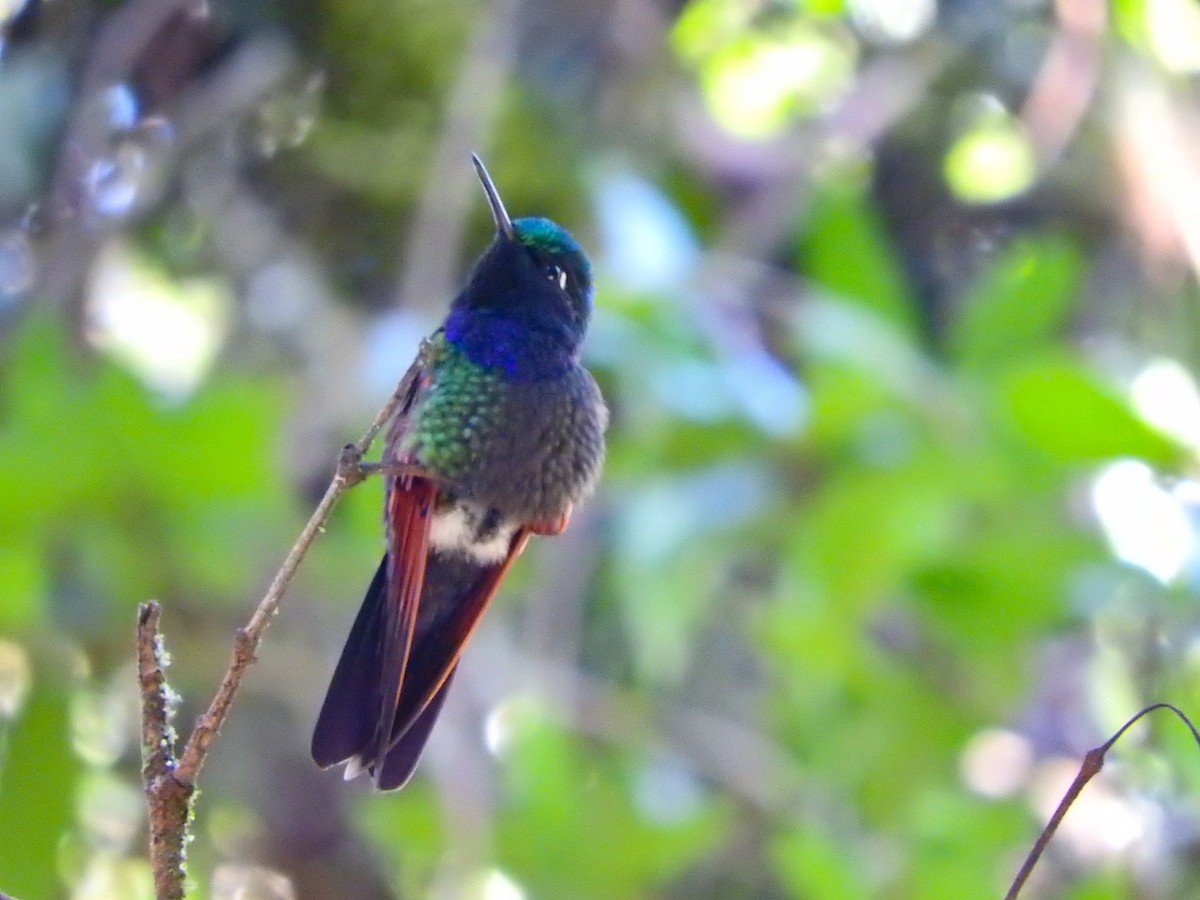 Garnet-throated Hummingbird - ML494356921