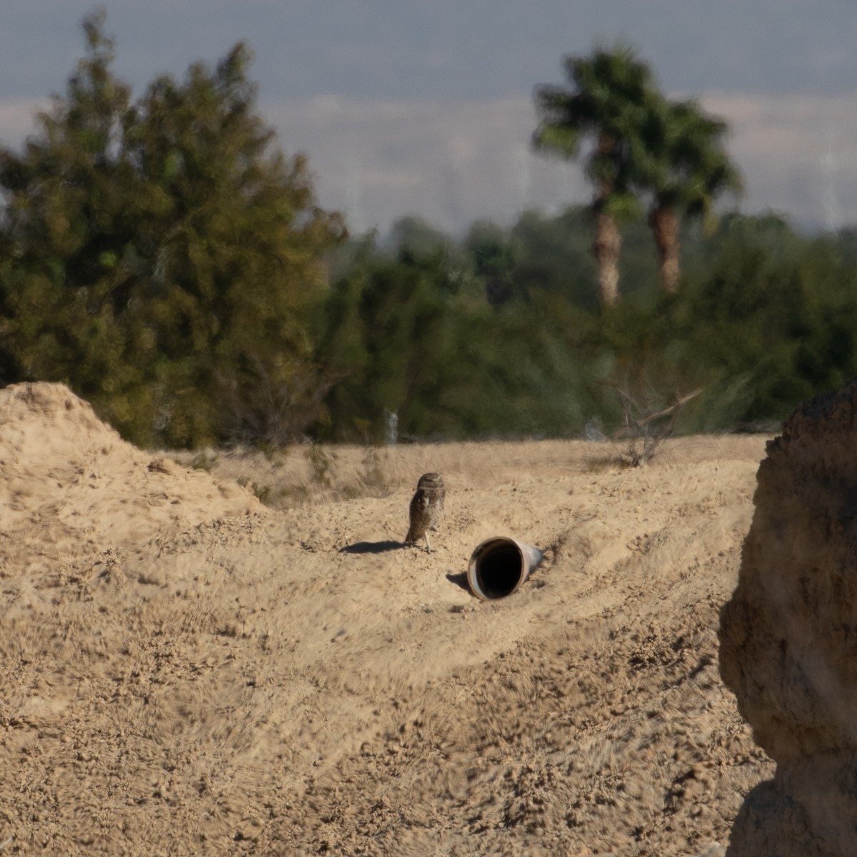 Burrowing Owl - Audrey Addison