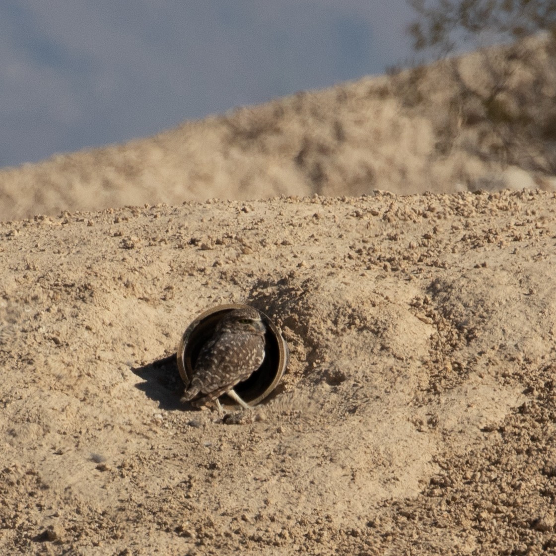 Burrowing Owl - Audrey Addison