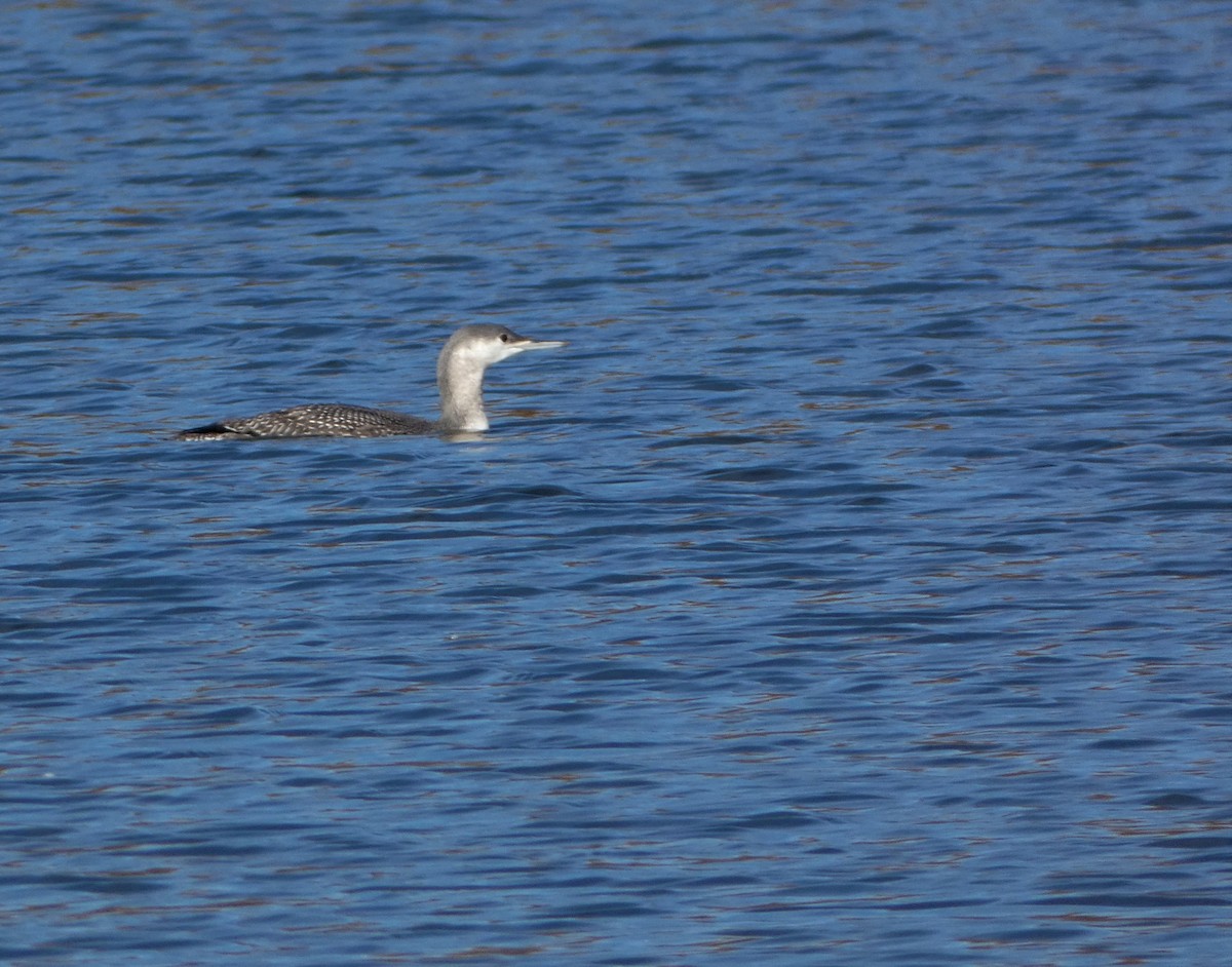 Red-throated Loon - ML494358161