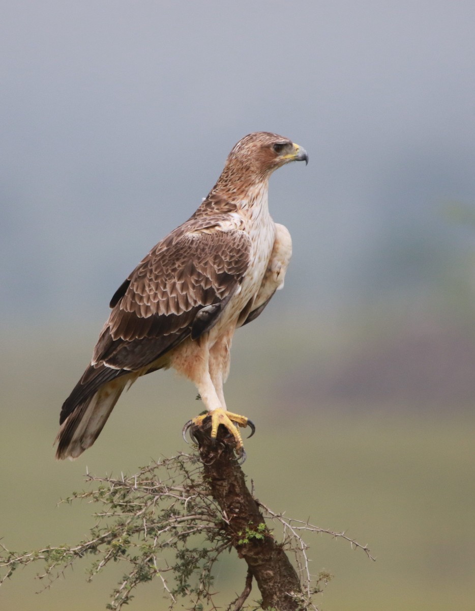 Aigle de Bonelli - ML494358651