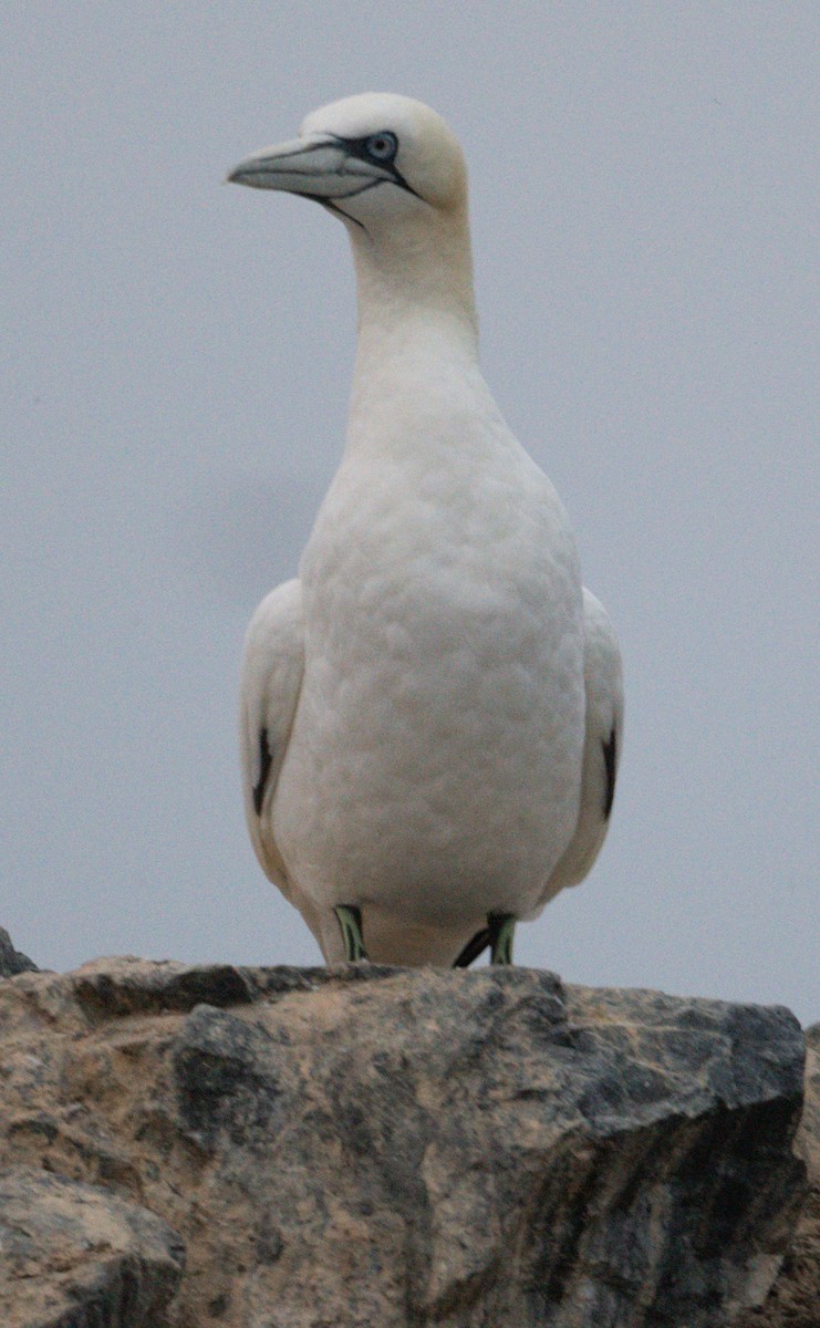 Northern Gannet - ML494359021