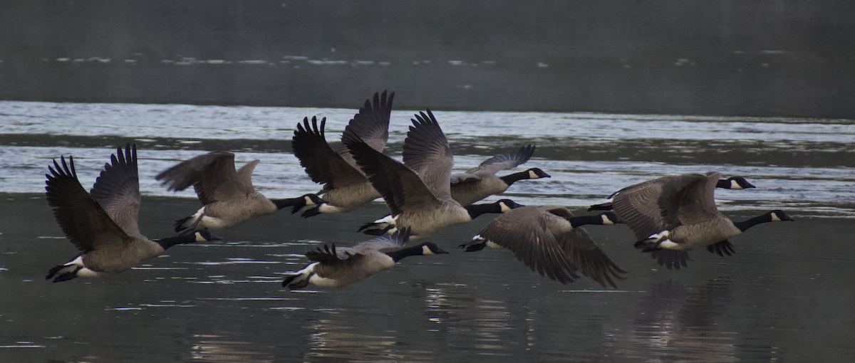 Canada Goose - ML494359271