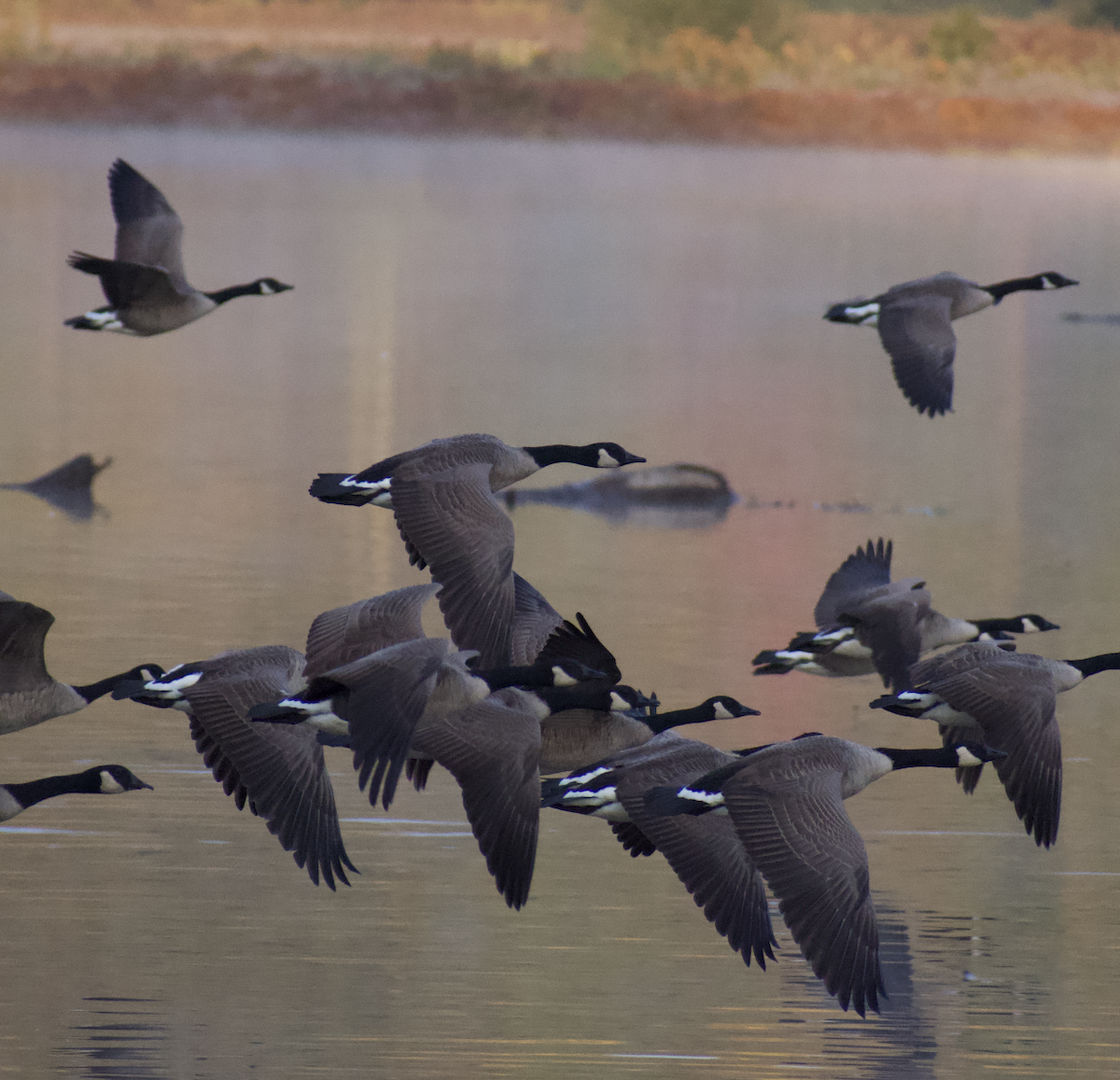 Canada Goose - ML494359281