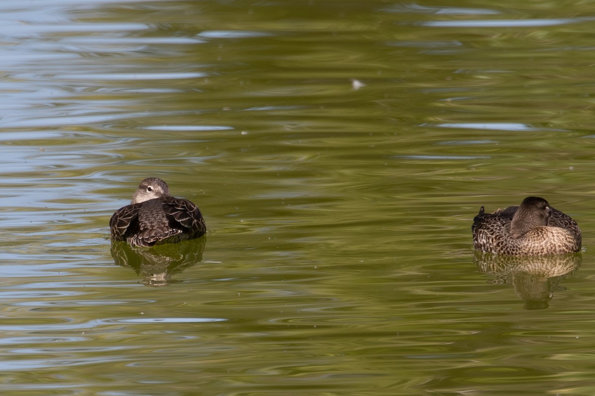 Green-winged Teal - ML494359491