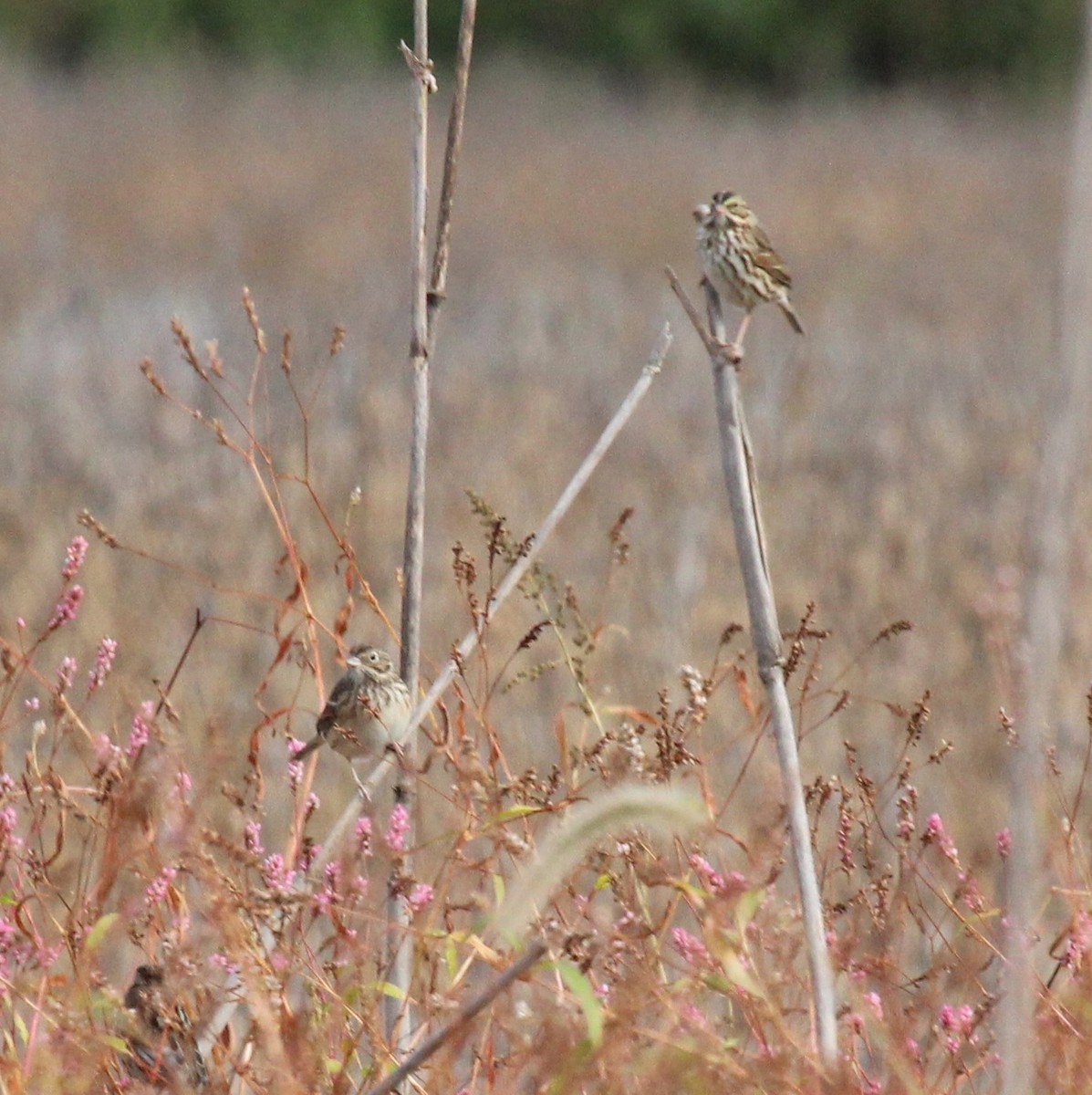 Vesper Sparrow - ML494359631