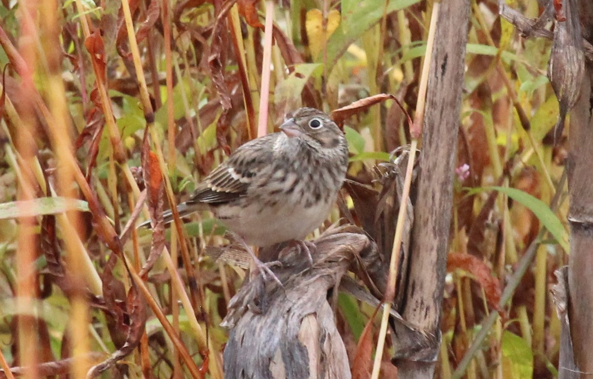 Vesper Sparrow - ML494359641