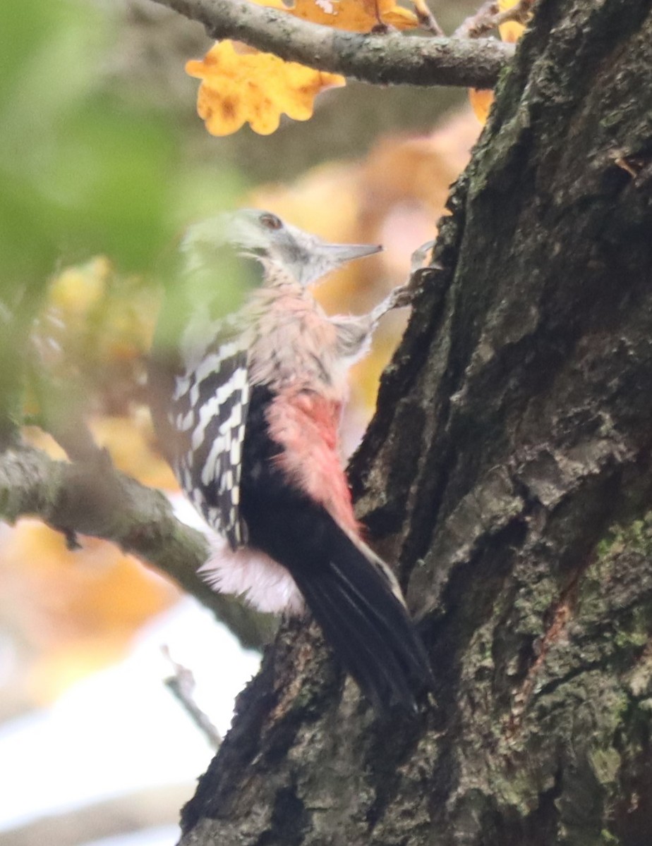 Middle Spotted Woodpecker - ML494362591