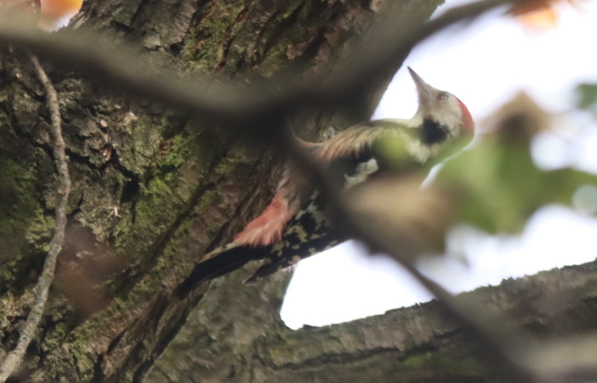 Middle Spotted Woodpecker - ML494362601