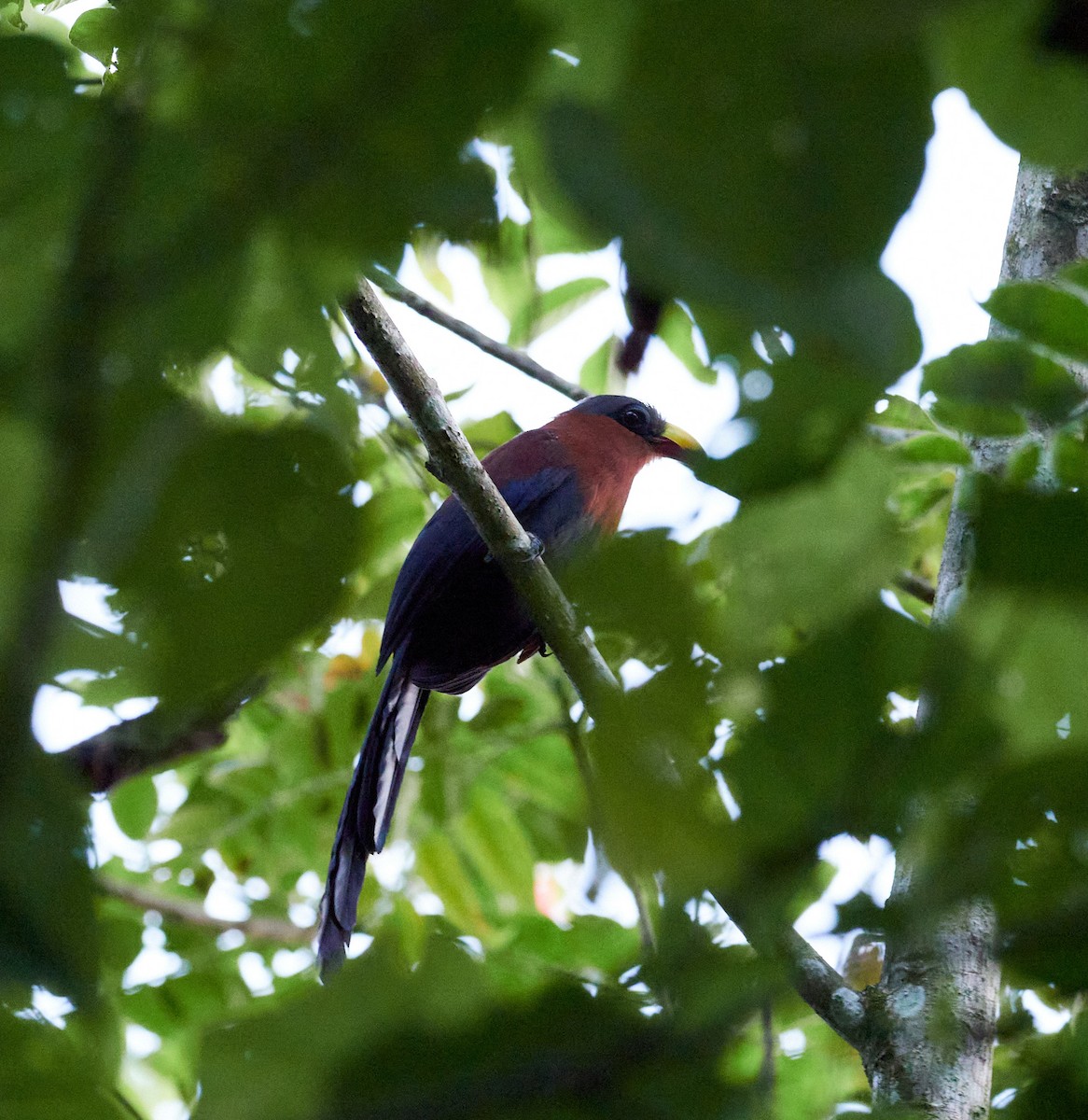 Yellow-billed Malkoha - ML494363081