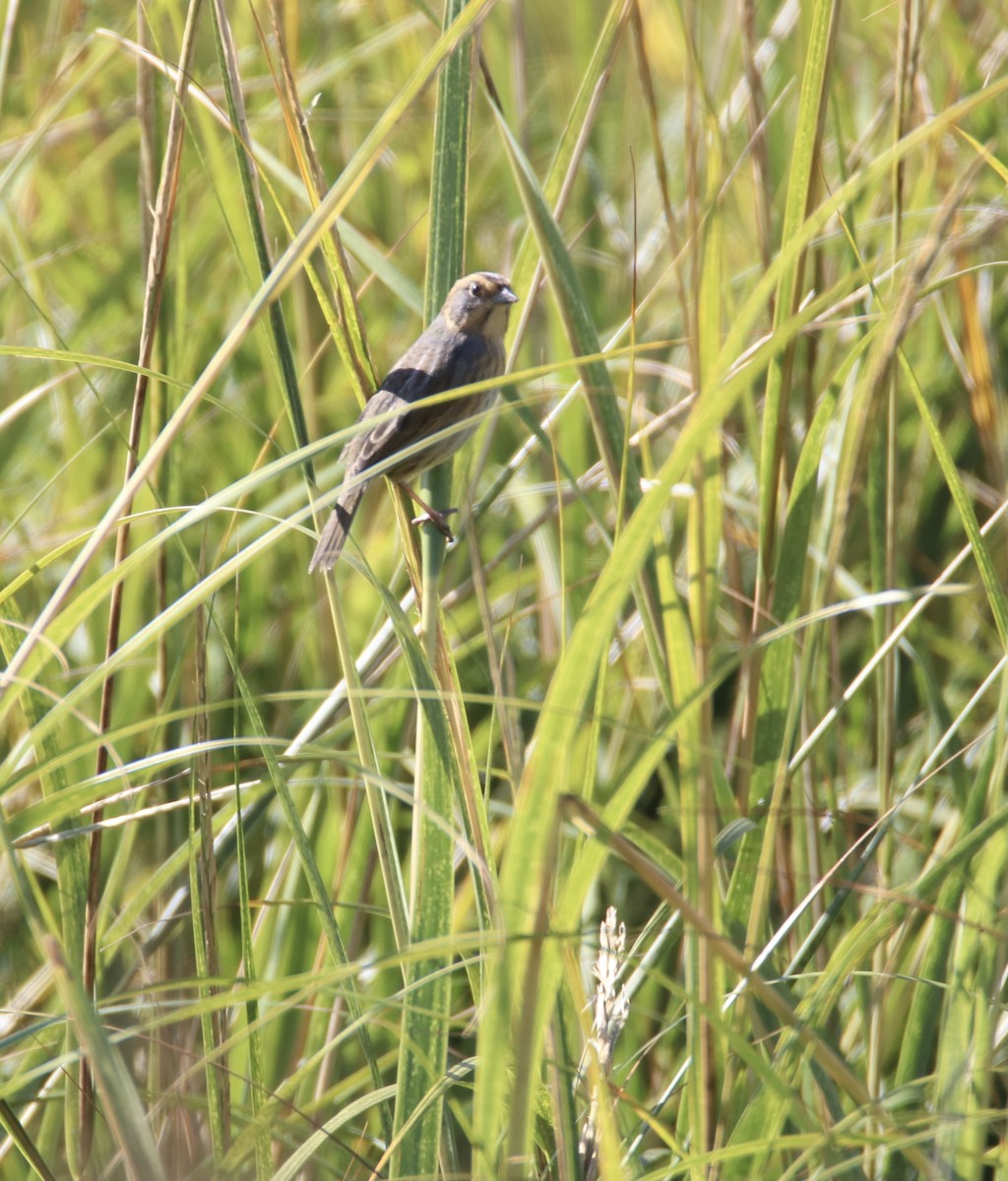 Nelson's Sparrow - Kim  Garrison