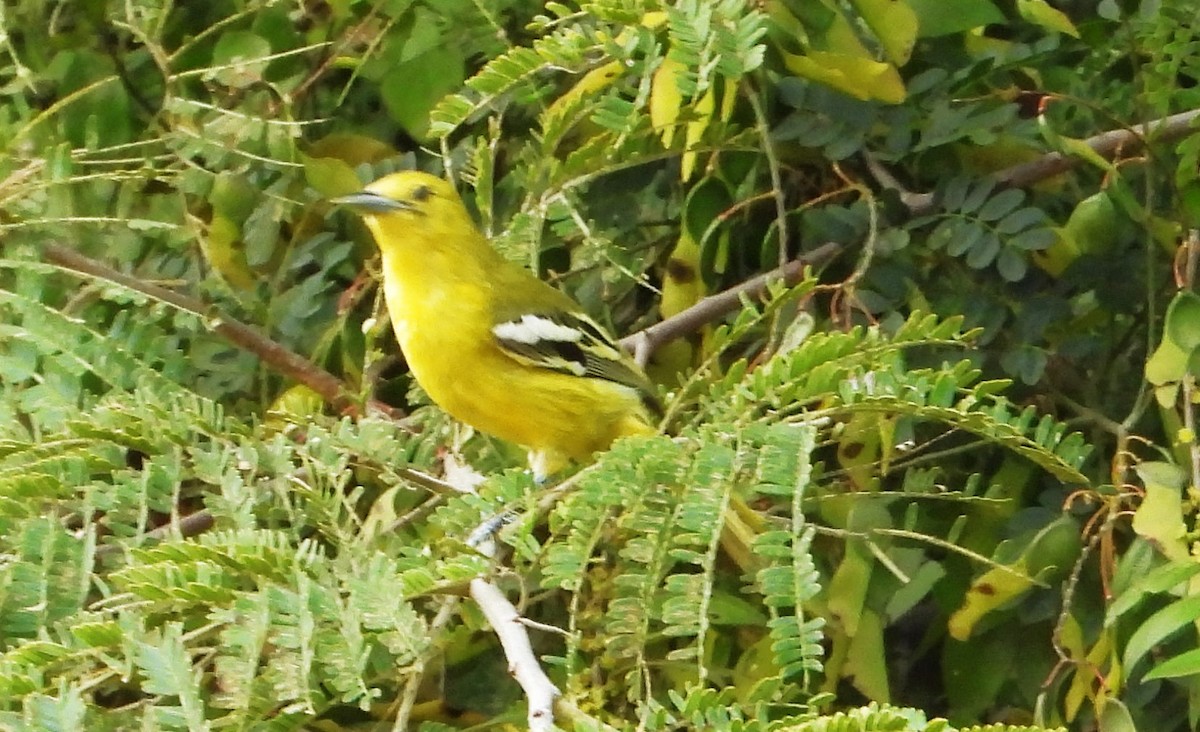 Common Iora - ML494364791