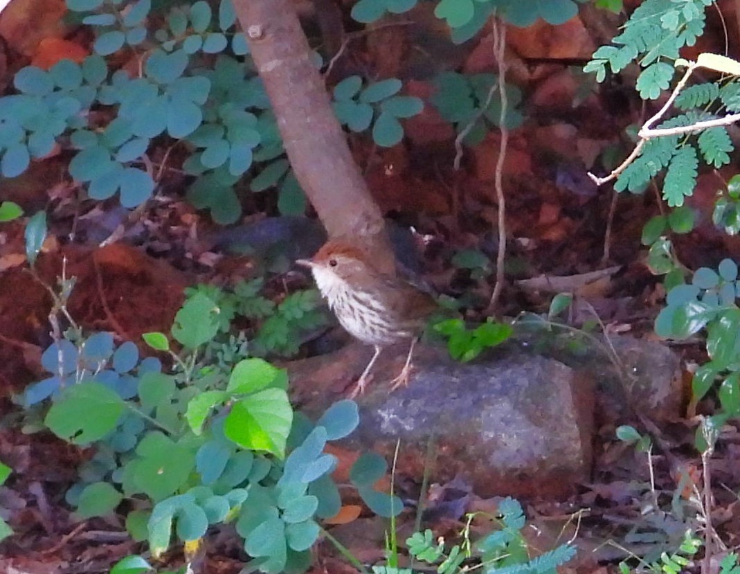 Puff-throated Babbler - ML494366481