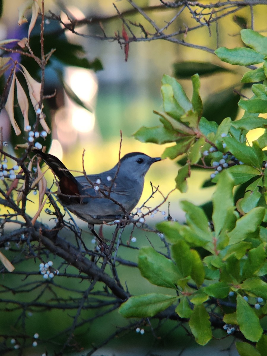 Gray Catbird - ML494366591