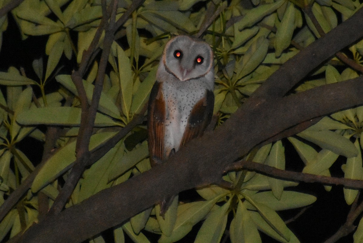 Eastern Barn Owl - ML494366601