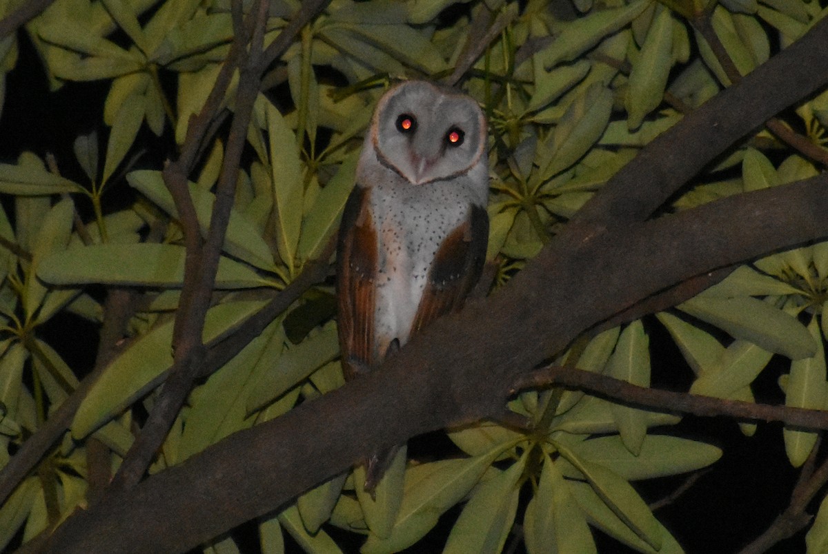 Barn Owl - Angeline Mano M