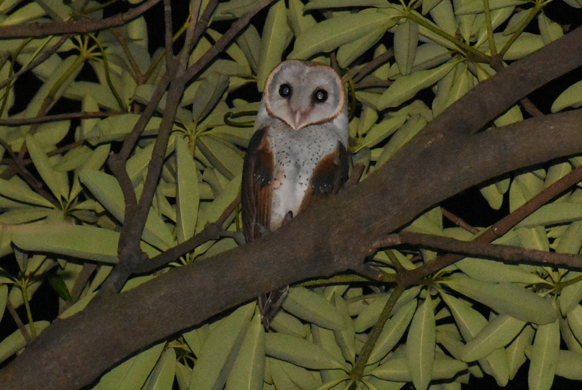 Eastern Barn Owl - ML494366611
