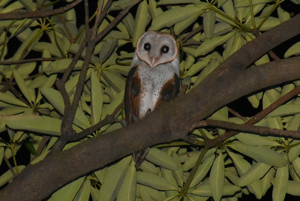 Barn Owl - ML494366611