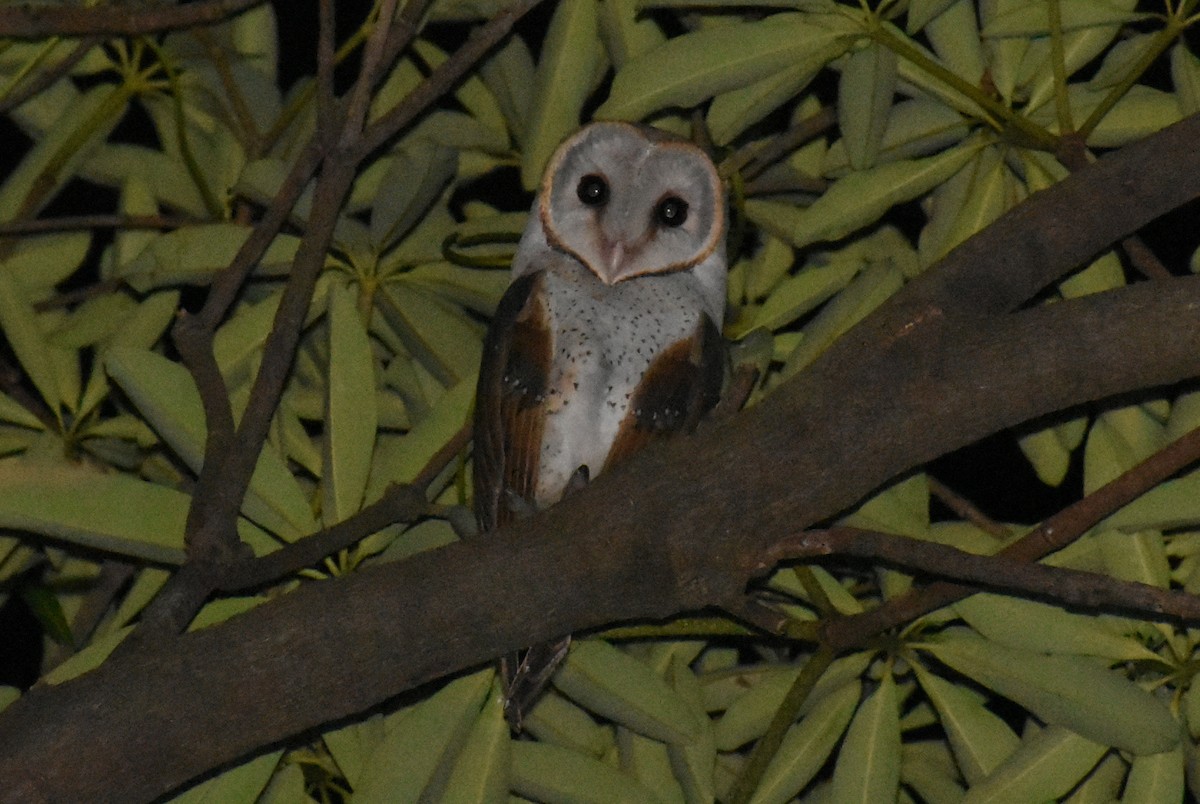 Eastern Barn Owl - ML494366621