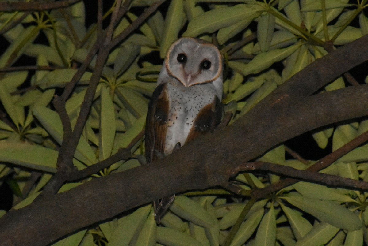 Barn Owl - Angeline Mano M