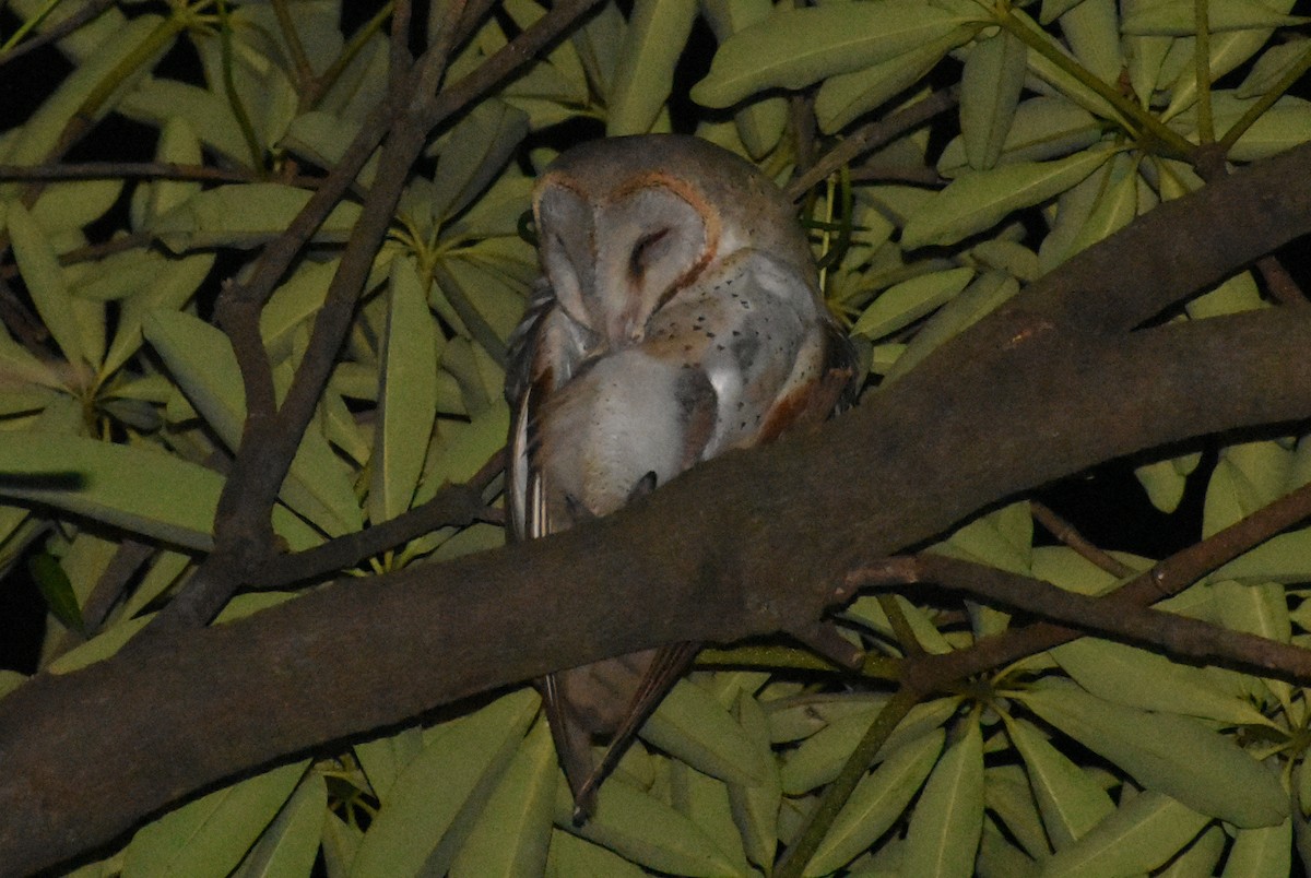 Eastern Barn Owl - ML494366631