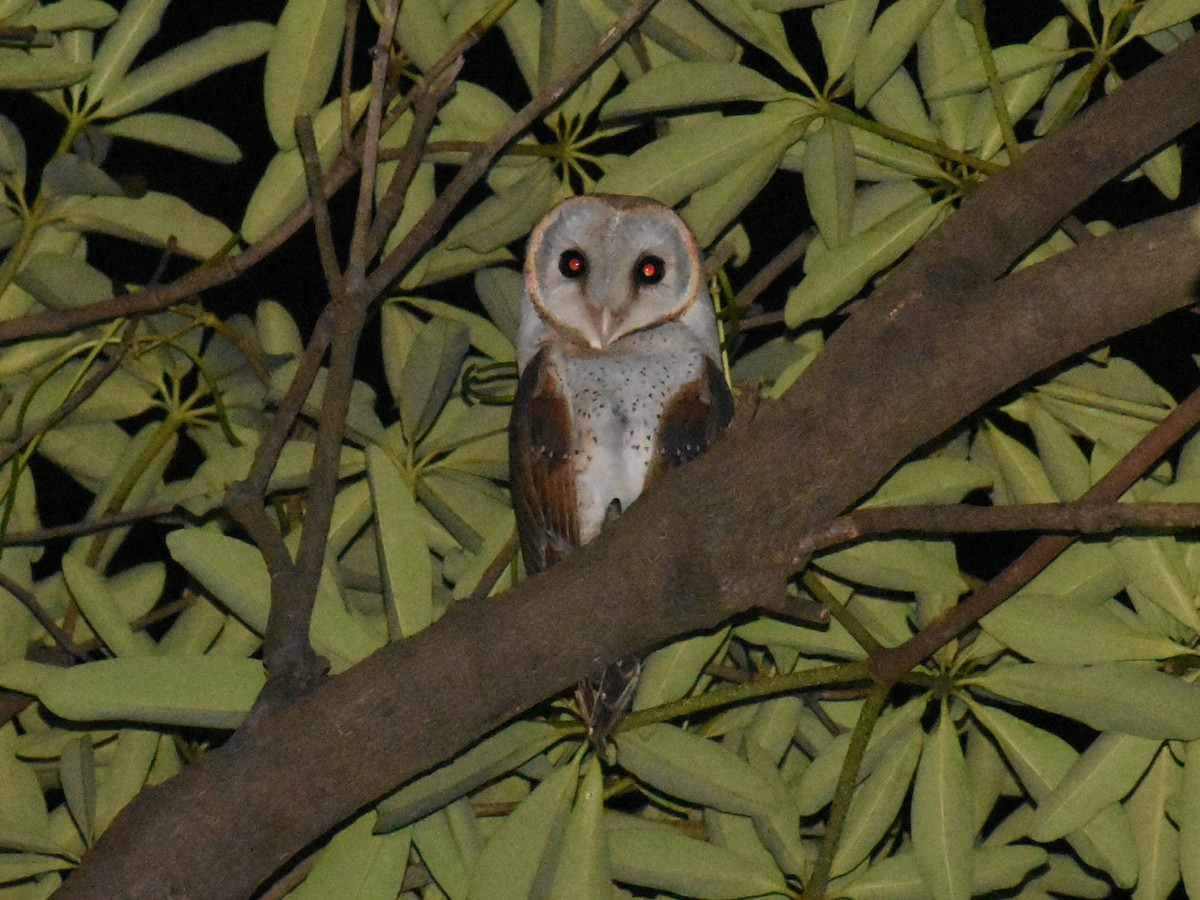 Eastern Barn Owl - ML494366641