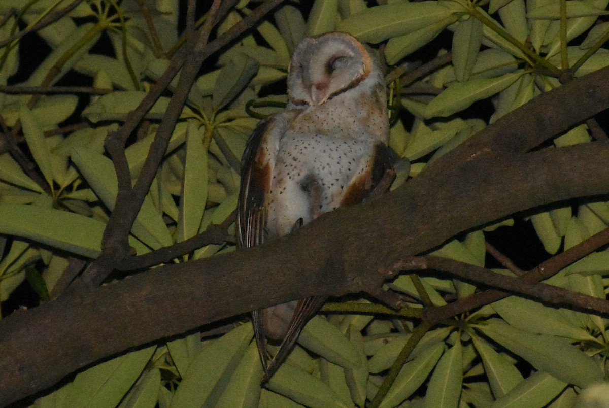 Eastern Barn Owl - ML494366651