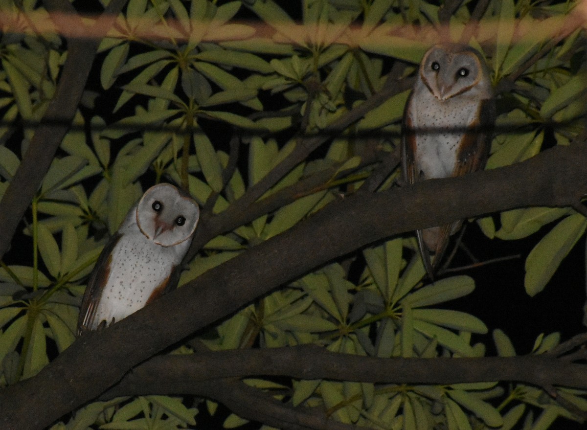 Eastern Barn Owl - ML494366681