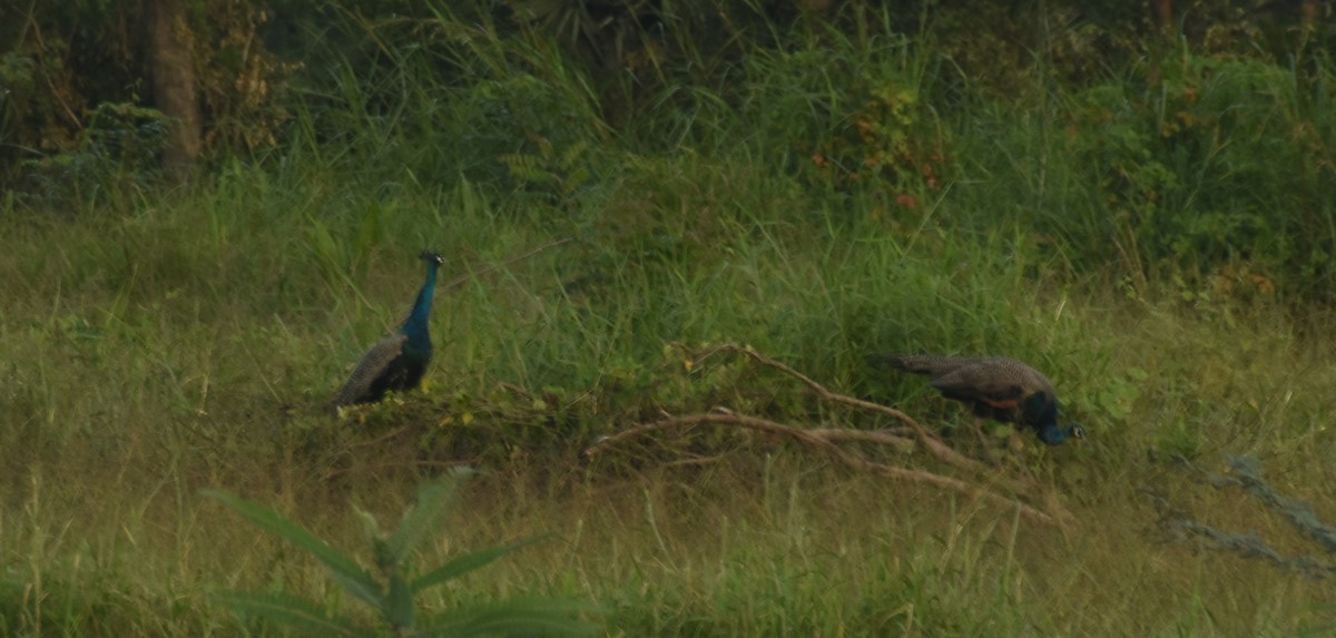 Indian Peafowl - ML494366751