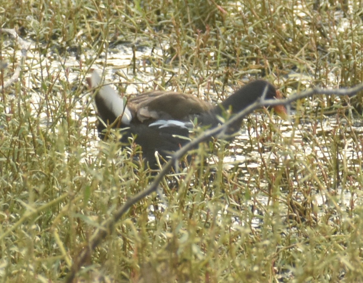 Gallinule poule-d'eau - ML494366821