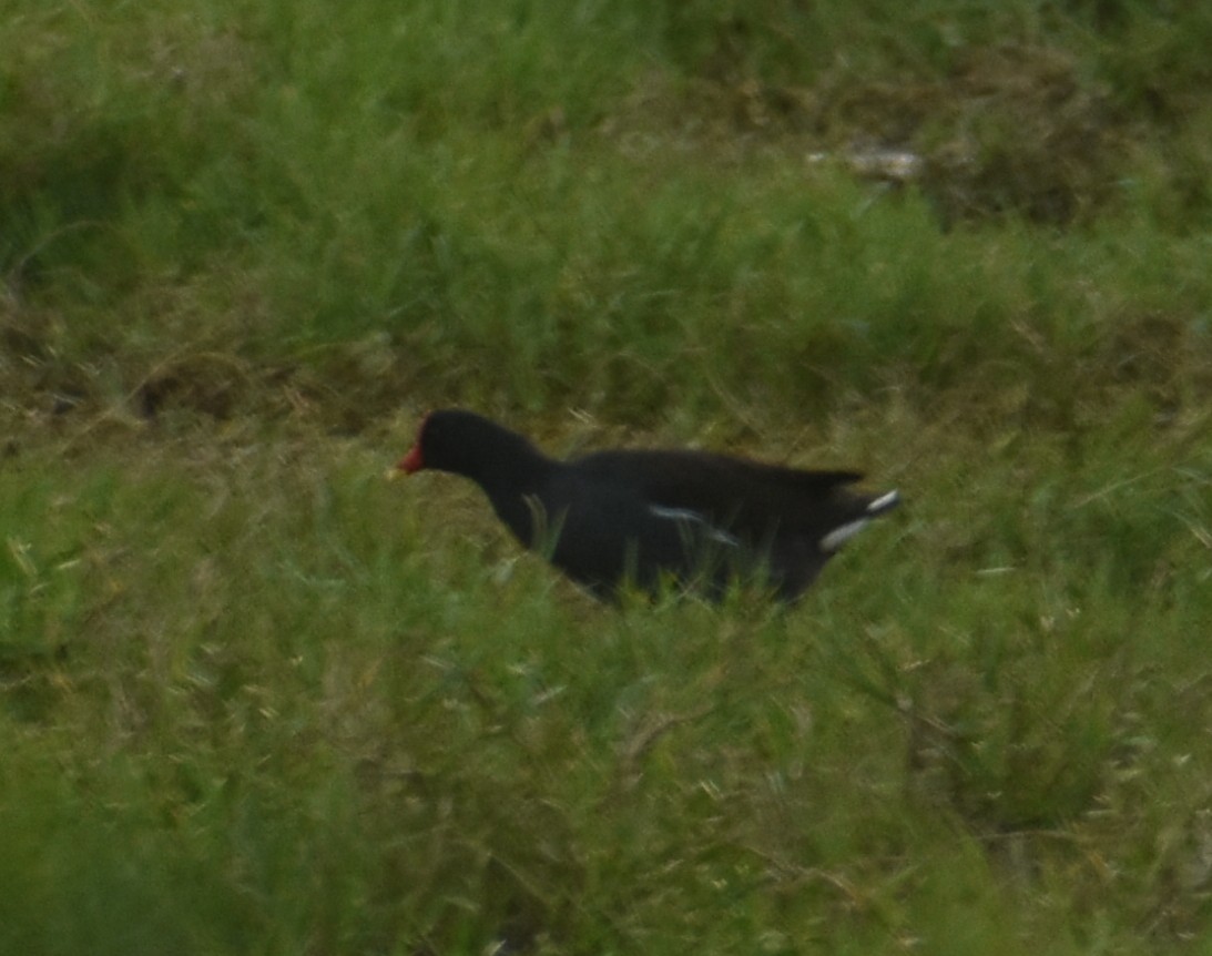 Eurasian Moorhen - Angeline Mano M